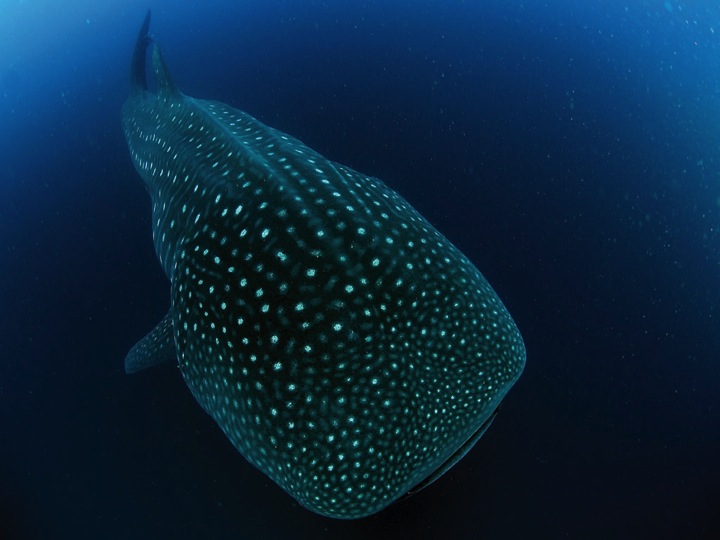 Whaleshark.jpg